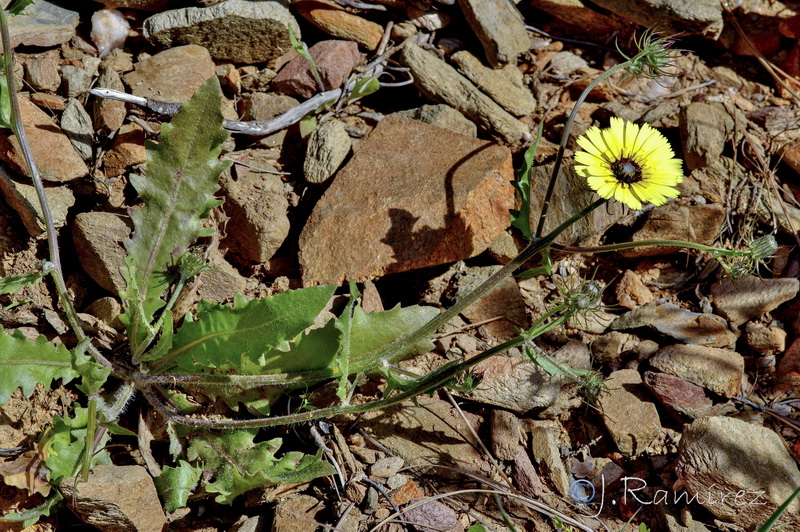 Tolpis barbata.07