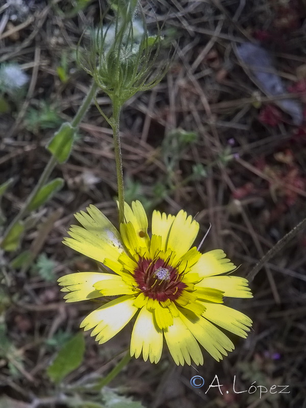 Tolpis barbata.03
