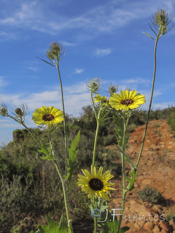 Tolpis nemoralis.01