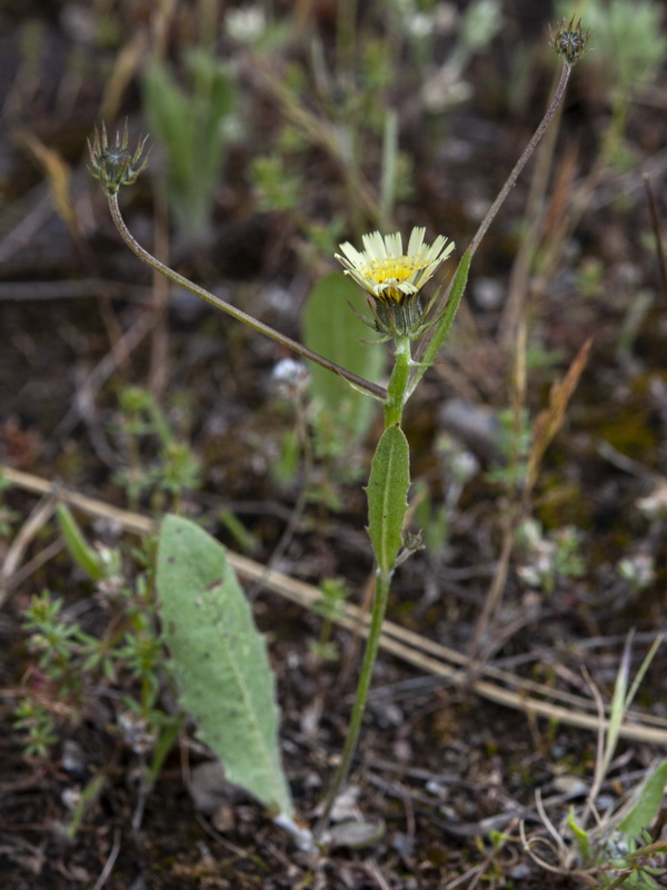 Tolpis umbellata.01