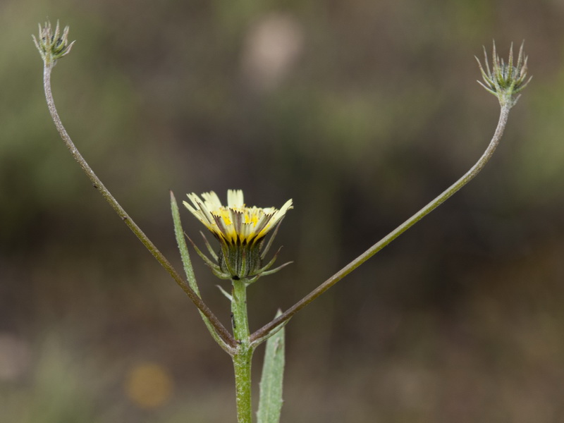 Tolpis umbellata.05