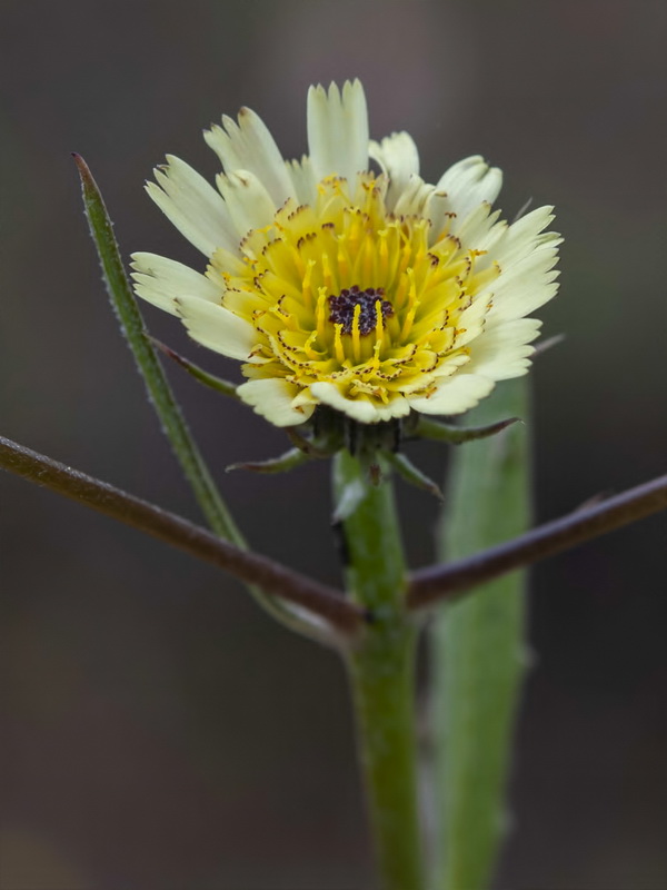 Tolpis umbellata.06