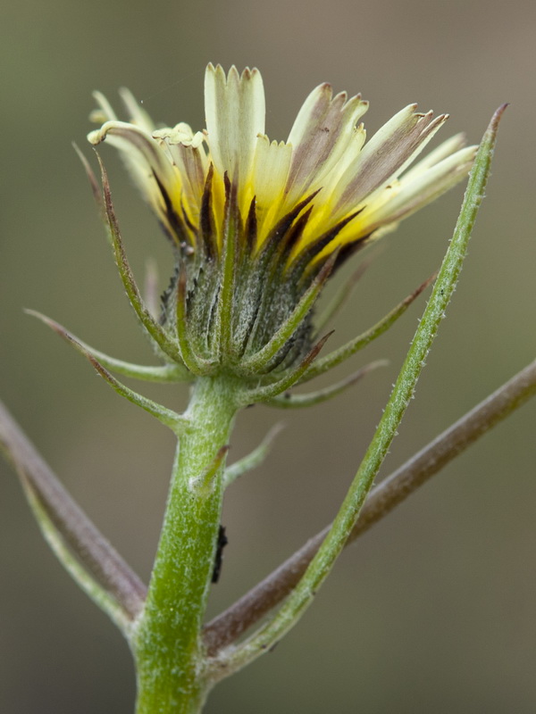 Tolpis umbellata.07