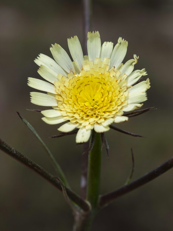 Tolpis umbellata.08