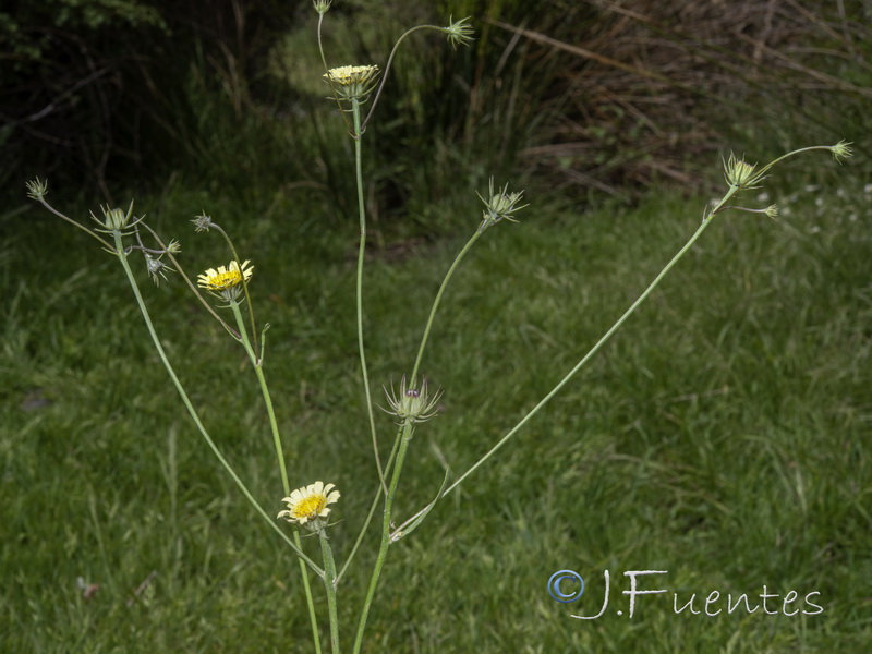 Tolpis umbellata.09