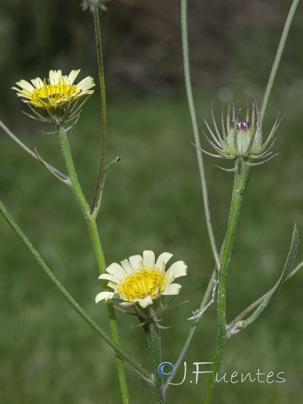 Tolpis umbellata.10