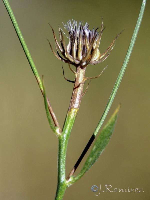 Tolpis umbellata.12