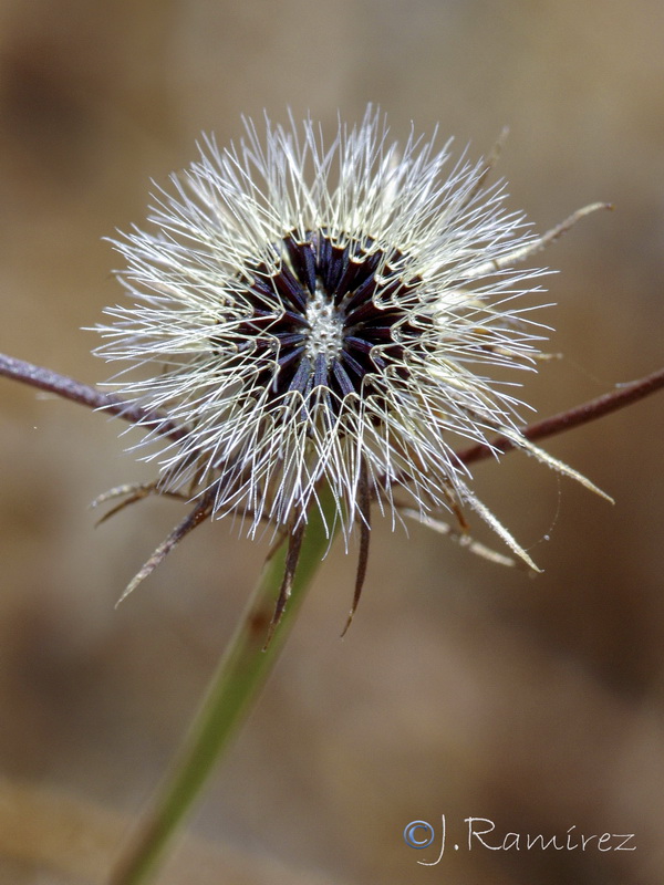 Tolpis umbellata.13