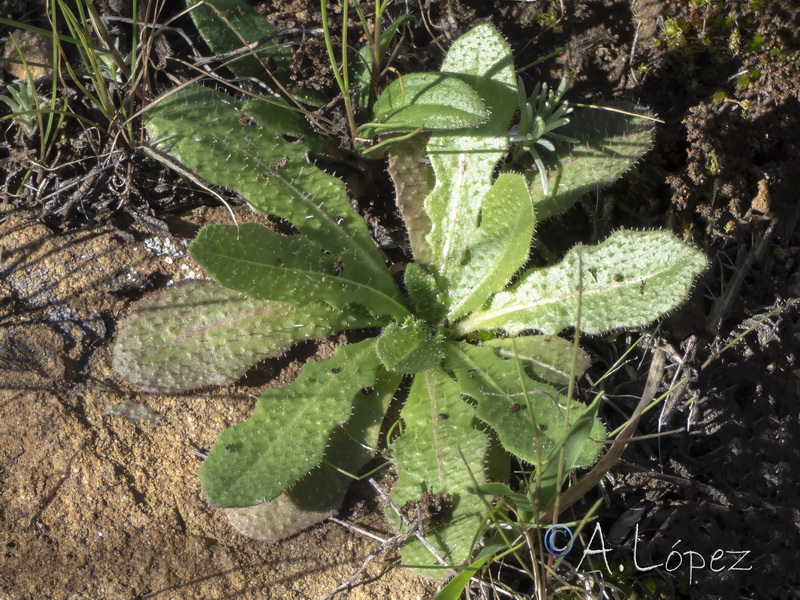 Tolpis umbellata.16