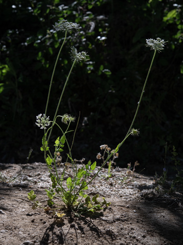 Tordylium officinale.01