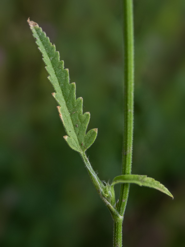 Tordylium officinale.04