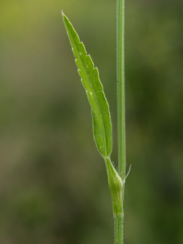 Tordylium officinale.06