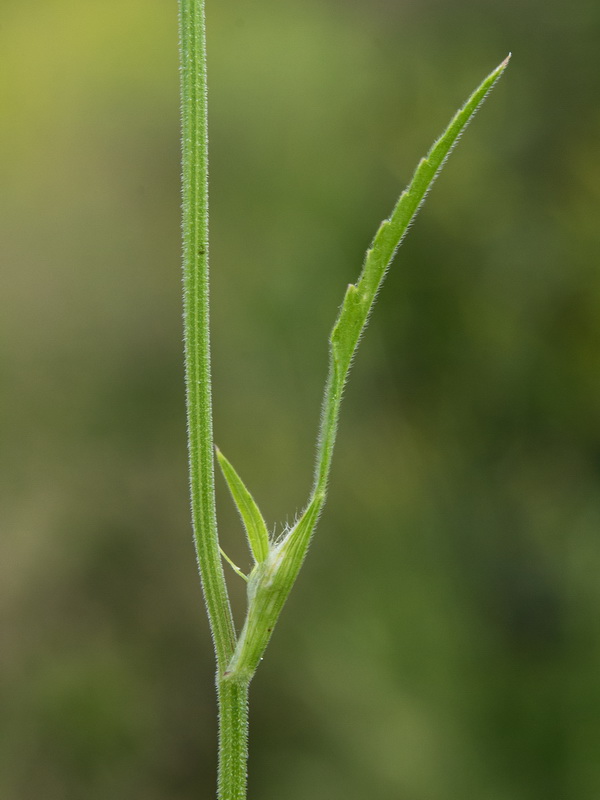 Tordylium officinale.07