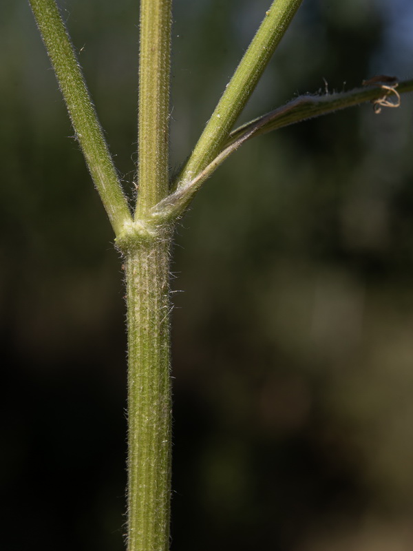 Tordylium officinale.11