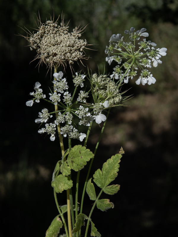 Tordylium officinale.12