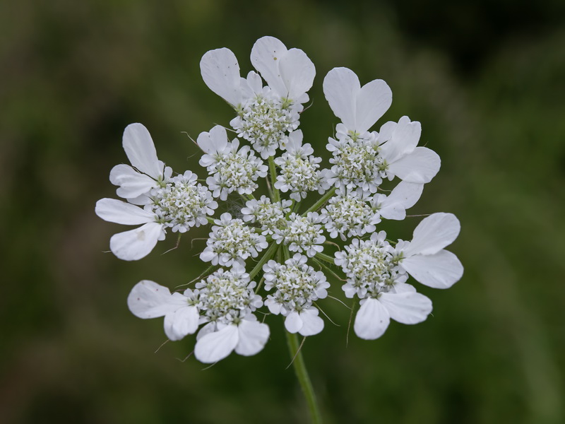 Tordylium officinale.14