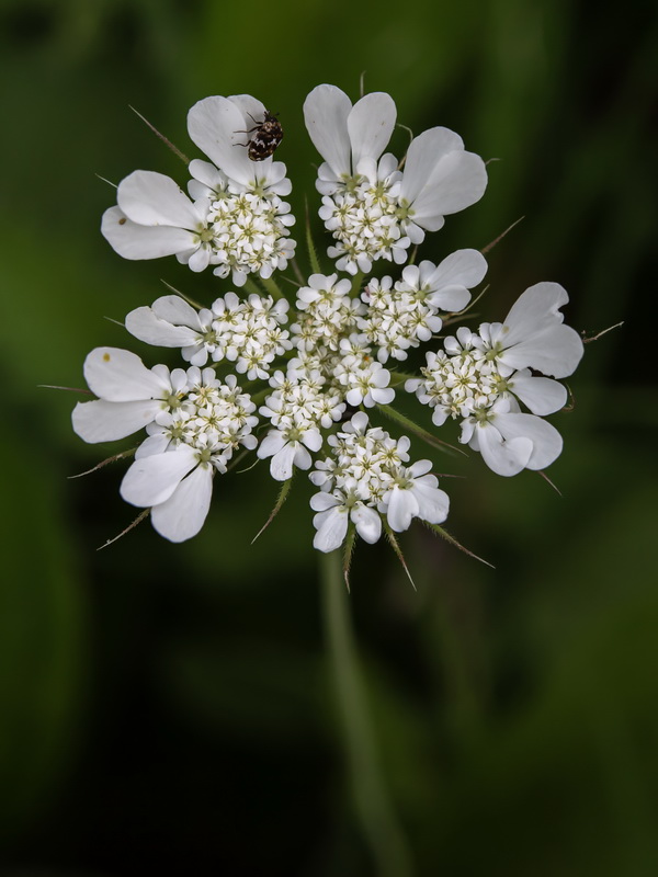 Tordylium officinale.15