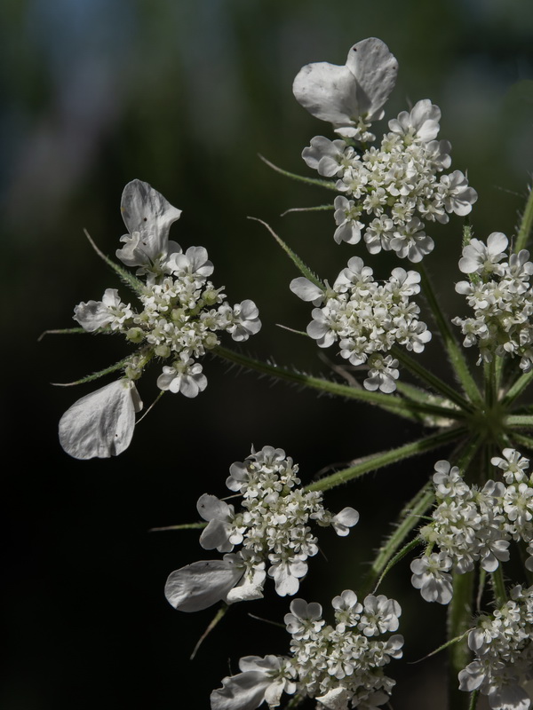 Tordylium officinale.22