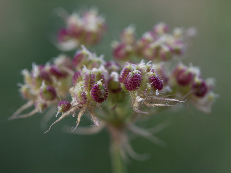 Tordylium officinale.25