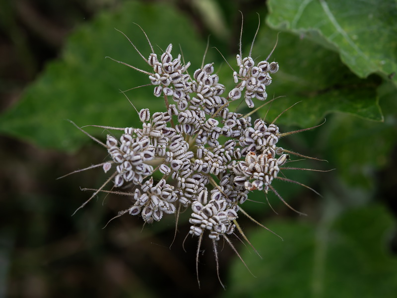 Tordylium officinale.26