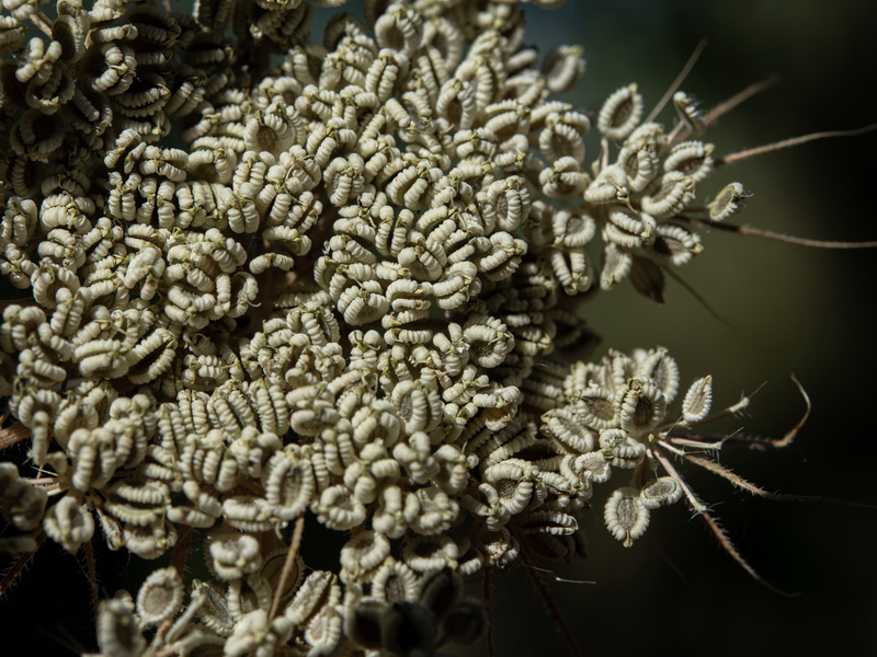Tordylium officinale.28