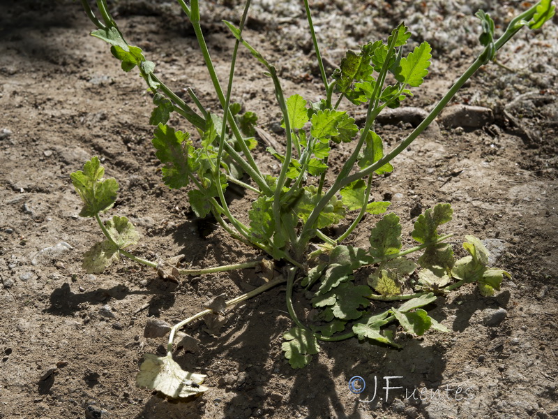 Tordylium officinale.30