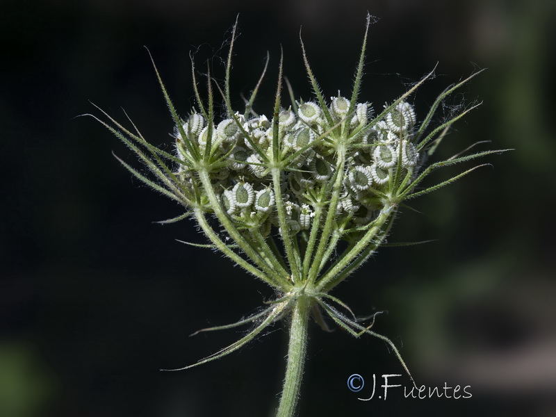 Tordylium officinale.24
