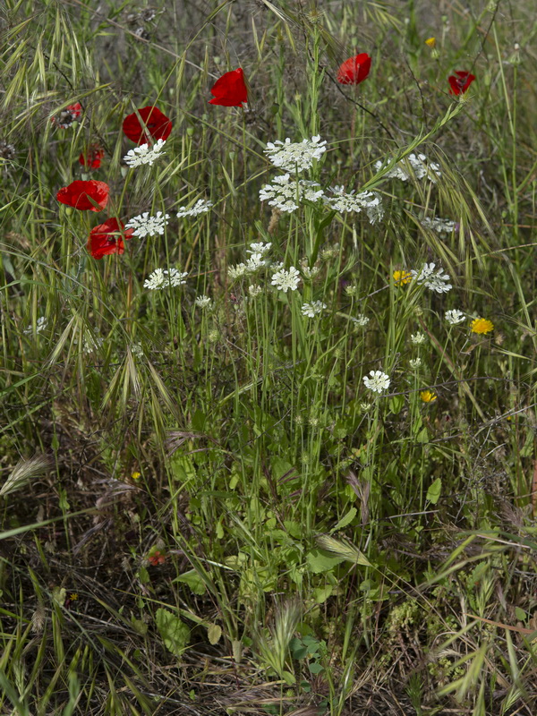 Tordylium officinale.36