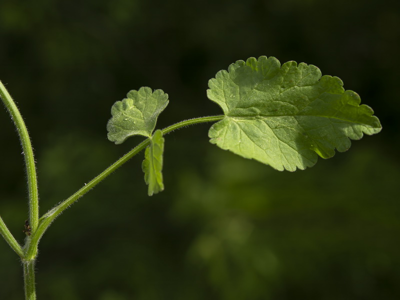 Tordylium officinale.08