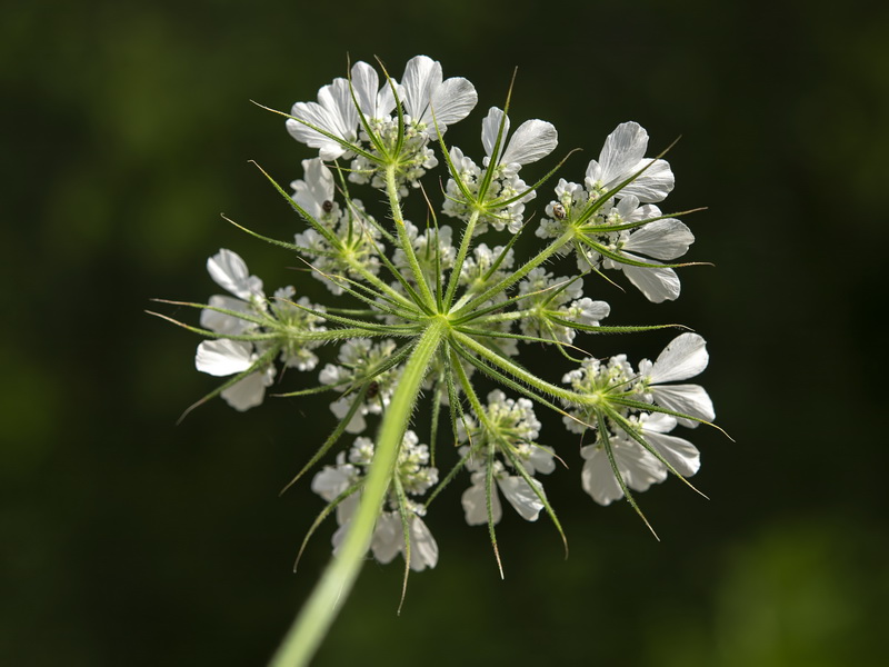 Tordylium officinale.20