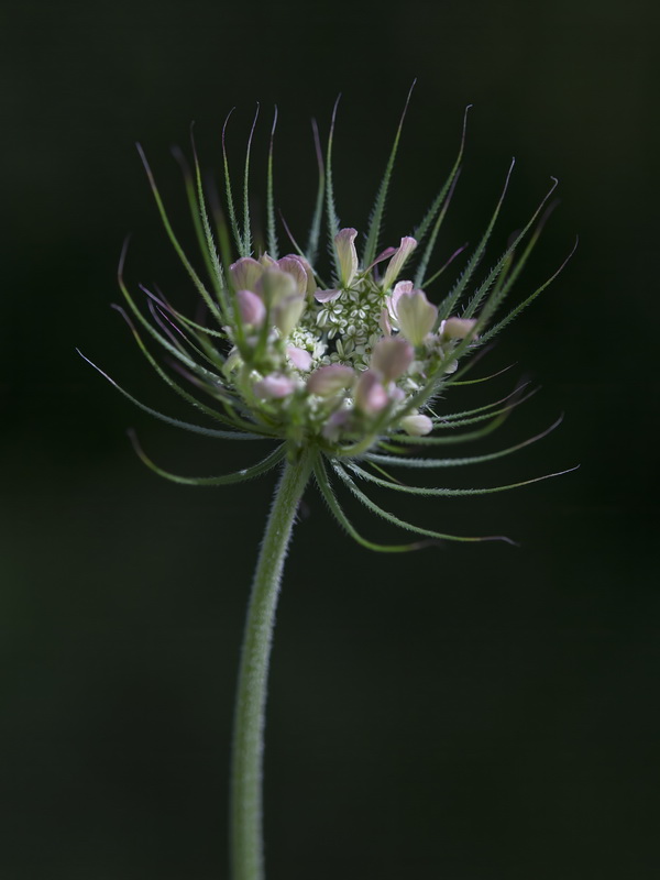 Tordylium officinale.39