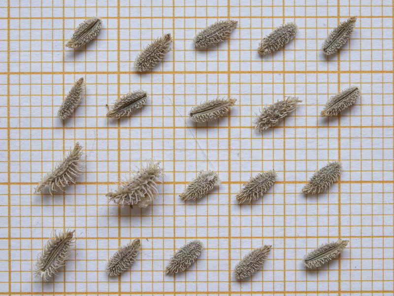 Torilis arvensis
