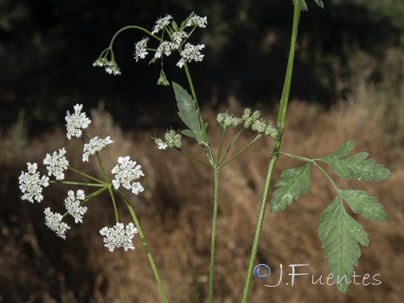 Torilis arvensis neglecta.01