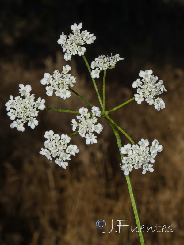 Torilis arvensis neglecta.02
