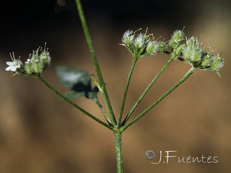 Torilis arvensis neglecta.03