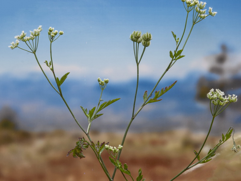 Torilis arvensis neglecta.04
