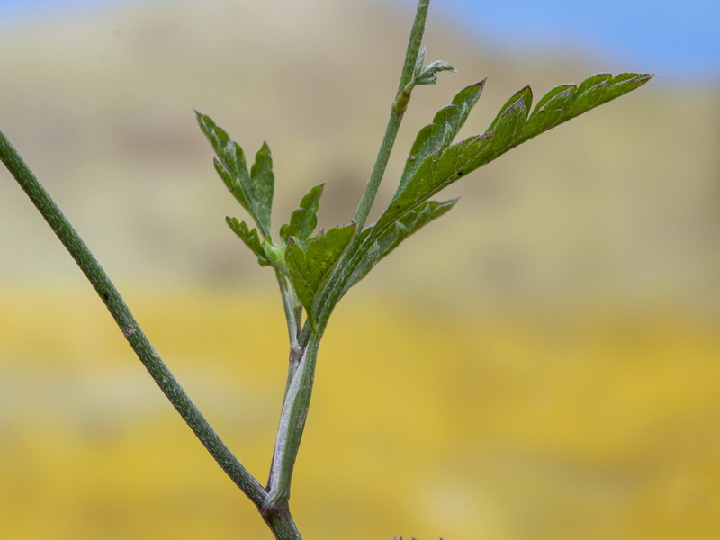 Torilis arvensis neglecta.05