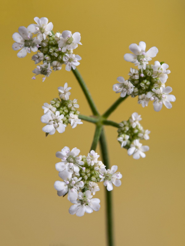 Torilis arvensis neglecta.06