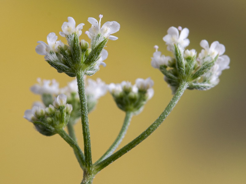 Torilis arvensis neglecta.07