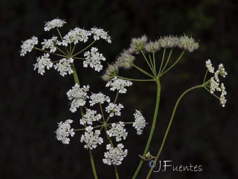 Torilis arvensis neglecta.10