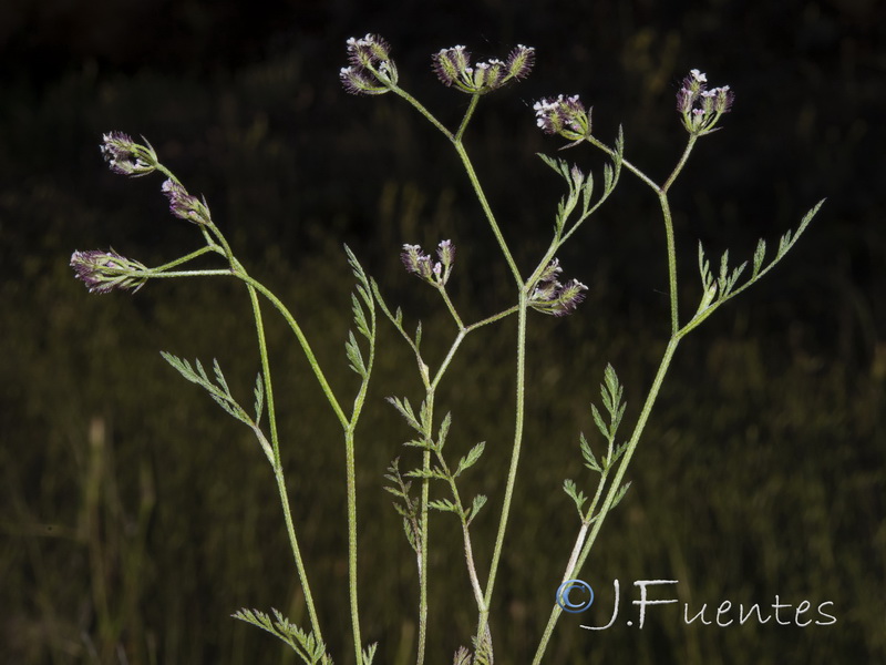 Torilis arvensis purpurea.01