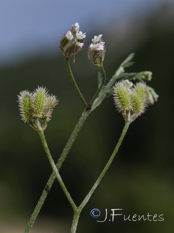 Torilis elongata.02