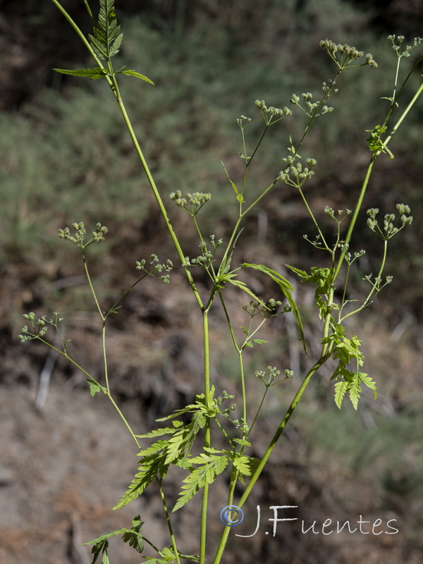 Torilis japonica japonica.01