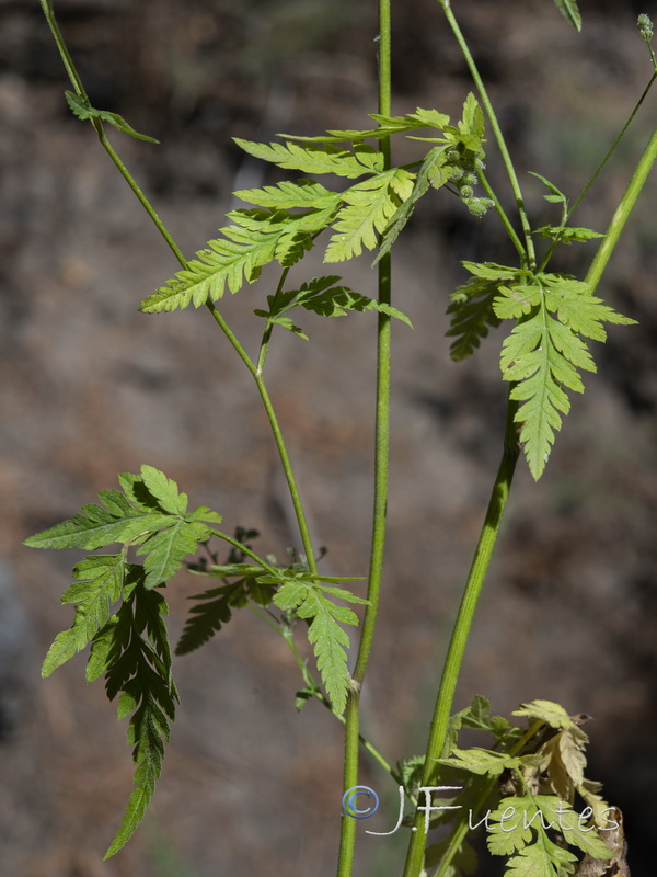 Torilis japonica japonica.02