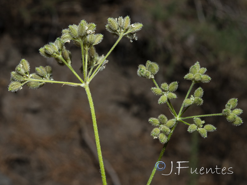 Torilis japonica japonica.06