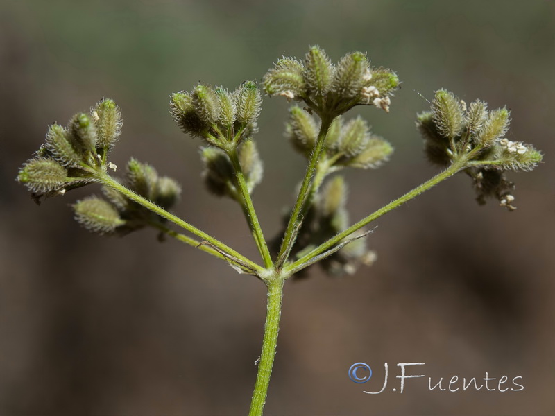 Torilis japonica japonica.07