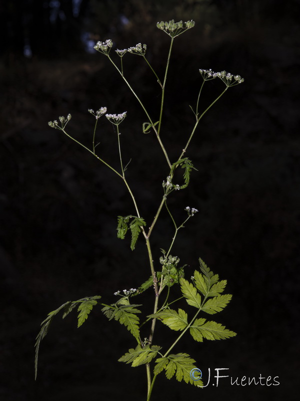 Torilis japonica japonica.01