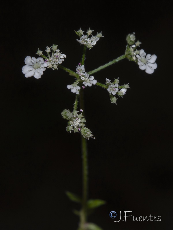 Torilis japonica japonica.11