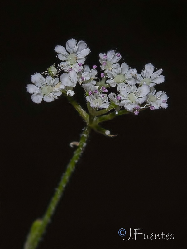 Torilis japonica japonica.12