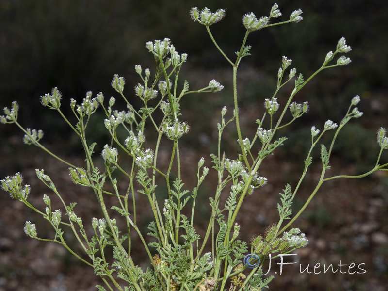 Torilis leptophylla.01